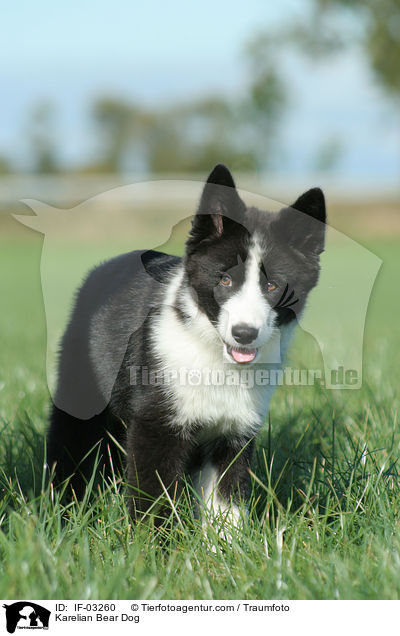Karelischer Brenhund / Karelian Bear Dog / IF-03260