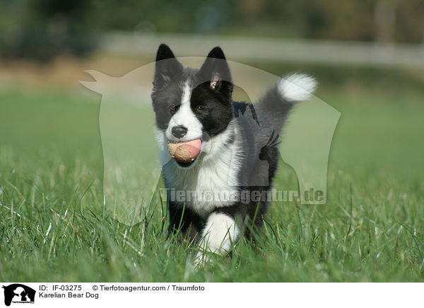 Karelischer Brenhund / Karelian Bear Dog / IF-03275