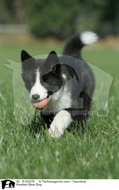 Karelischer Brenhund / Karelian Bear Dog / IF-03276
