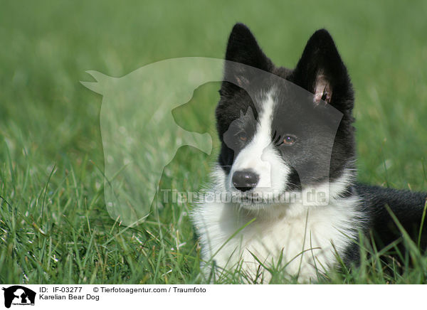 Karelischer Brenhund / Karelian Bear Dog / IF-03277