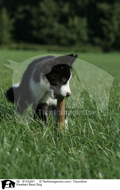 Karelischer Brenhund / Karelian Bear Dog / IF-03281