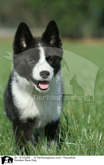 Karelischer Brenhund / Karelian Bear Dog / IF-03289