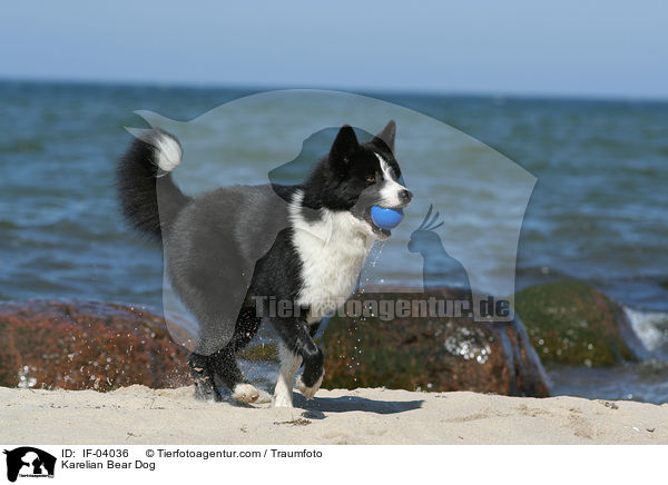 Karelischer Brenhund / Karelian Bear Dog / IF-04036