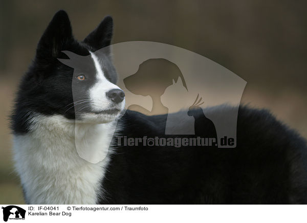 Karelischer Brenhund / Karelian Bear Dog / IF-04041