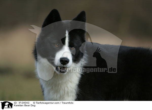 Karelischer Brenhund / Karelian Bear Dog / IF-04043