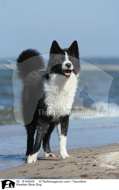 Karelischer Brenhund / Karelian Bear Dog / IF-04045