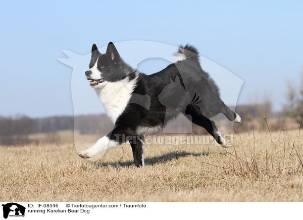 rennender Karelischer Brenhund / running Karelian Bear Dog / IF-08546