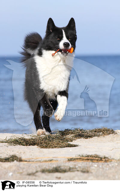 spielender Karelischer Brenhund / playing Karelian Bear Dog / IF-08556