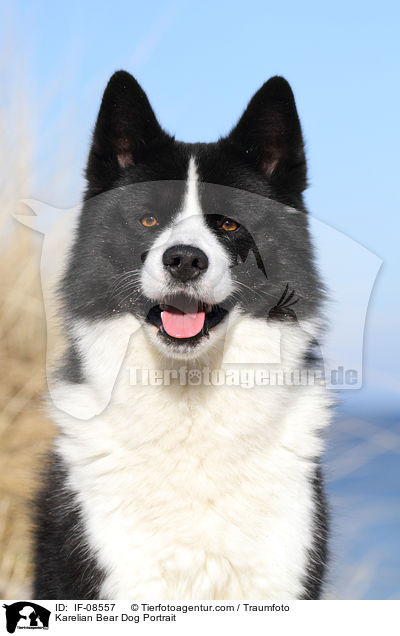 Karelischer Brenhund Portrait / Karelian Bear Dog Portrait / IF-08557
