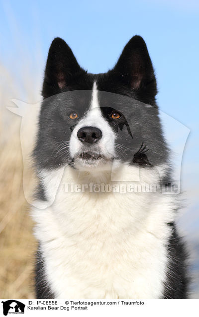 Karelischer Brenhund Portrait / Karelian Bear Dog Portrait / IF-08558