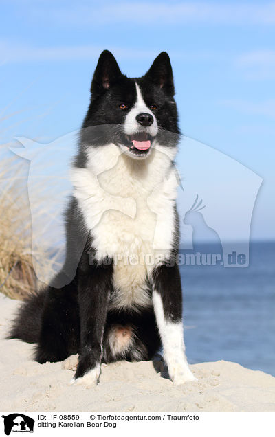sitzender Karelischer Brenhund / sitting Karelian Bear Dog / IF-08559