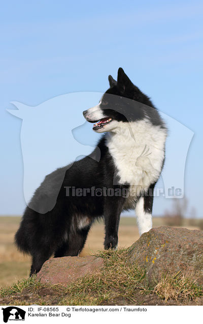 Karelischer Brenhund / Karelian Bear Dog / IF-08565