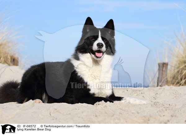 liegender Karelischer Brenhund / lying Karelian Bear Dog / IF-08572