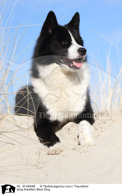 liegender Karelischer Brenhund / lying Karelian Bear Dog / IF-08588