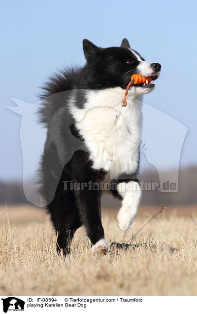 spielender Karelischer Brenhund / playing Karelian Bear Dog / IF-08594