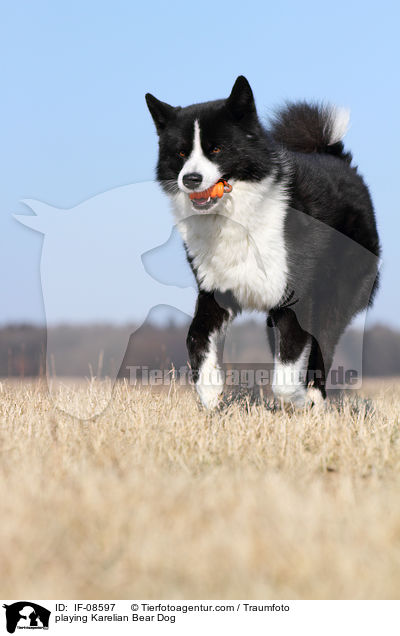 spielender Karelischer B�renhund / playing Karelian Bear Dog / IF-08597