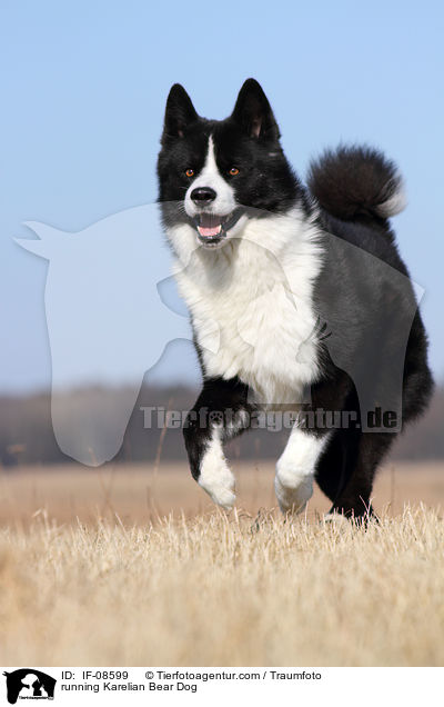rennender Karelischer B�renhund / running Karelian Bear Dog / IF-08599