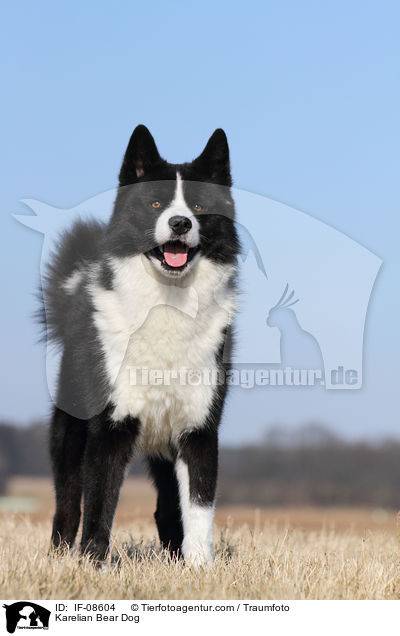 Karelischer Brenhund / Karelian Bear Dog / IF-08604