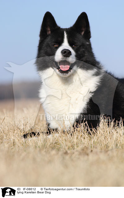 liegender Karelischer Brenhund / lying Karelian Bear Dog / IF-08612