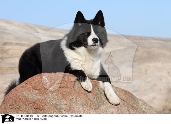 lying Karelian Bear Dog / IF-08616