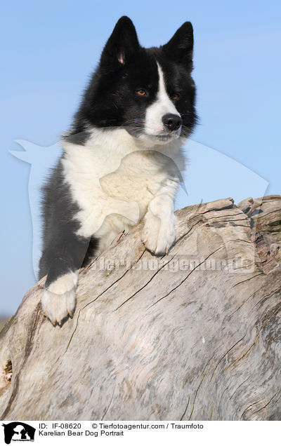 Karelian Bear Dog Portrait / IF-08620