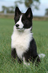 Karelian Bear Dog