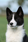 Karelian Bear Dog