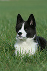 Karelian Bear Dog