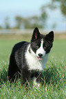 Karelian Bear Dog