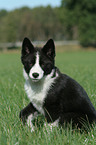 Karelian Bear Dog