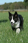 Karelian Bear Dog