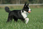 Karelian Bear Dog