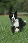 Karelian Bear Dog