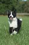 Karelian Bear Dog