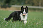 Karelian Bear Dog