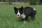 Karelian Bear Dog