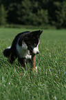 Karelian Bear Dog