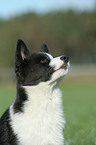 Karelian Bear Dog