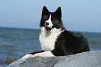 Karelian Bear Dog