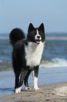 Karelian Bear Dog