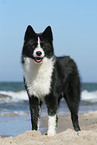 Karelian Bear Dog