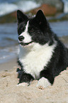 Karelian Bear Dog