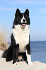 sitting Karelian Bear Dog