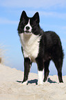 Karelian Bear Dog