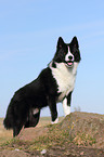 Karelian Bear Dog