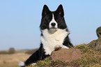 lying Karelian Bear Dog