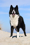 Karelian Bear Dog