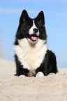 lying Karelian Bear Dog