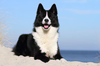 lying Karelian Bear Dog