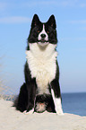 sitting Karelian Bear Dog